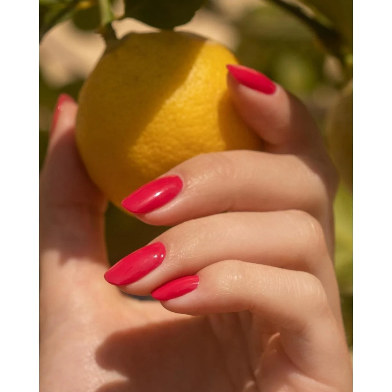 manuker Clove