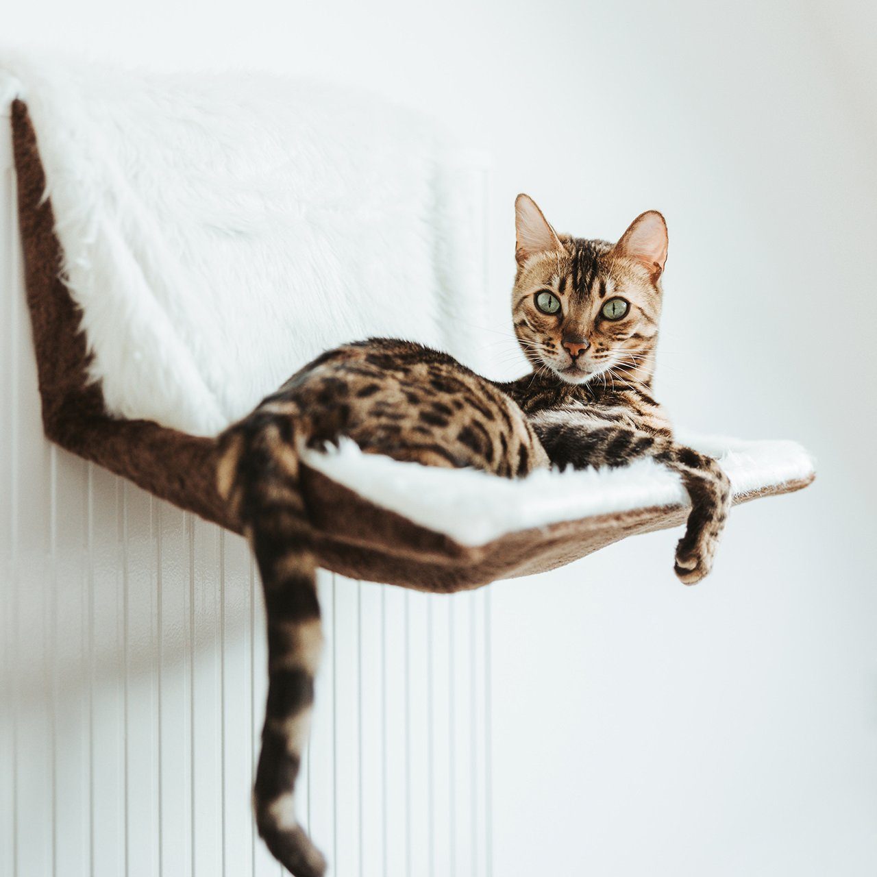 Canadian Cat Company Katzen-Hängematte Langhaar Liegemulde für Katzen- braun-weiß, zur Befestigung am Heizkörper
