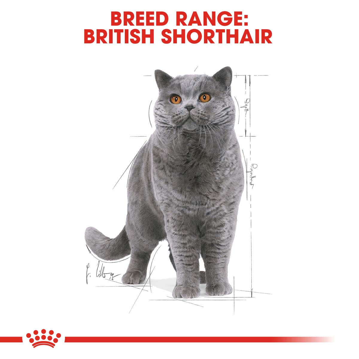 ROYAL CANIN British Shorthair Adult Katzenfutter nass für Britisch Kurzhaar
