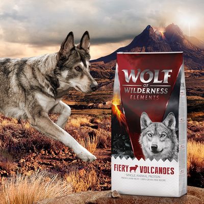 Wolf of Wilderness 