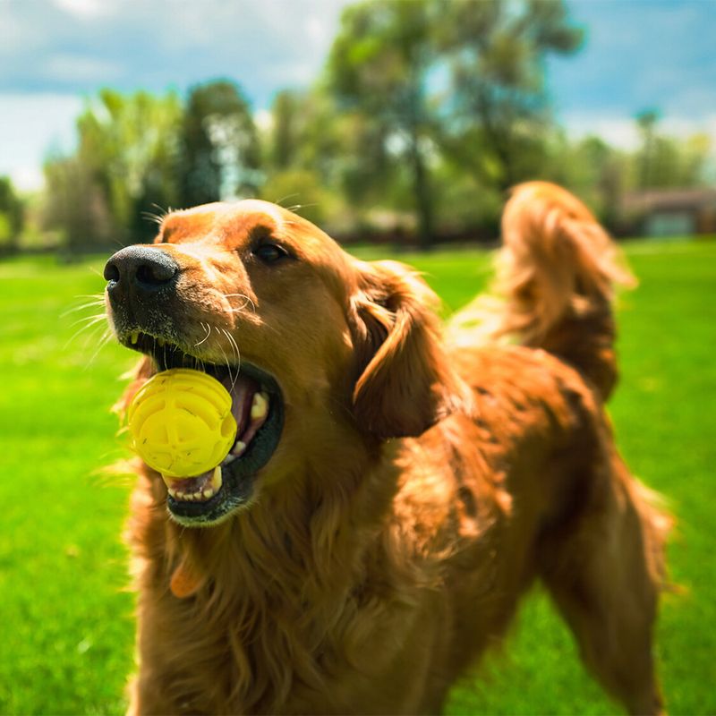 FLINGERZ™ Wurfspielzeug Ball zu TOP-Preisen