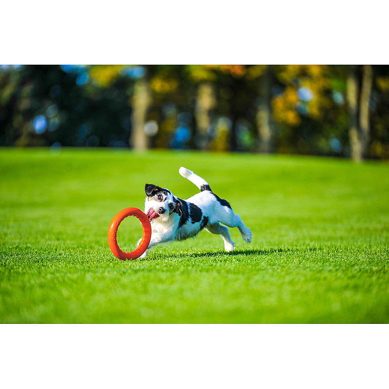 Hundeleke ø 17 cm ring
