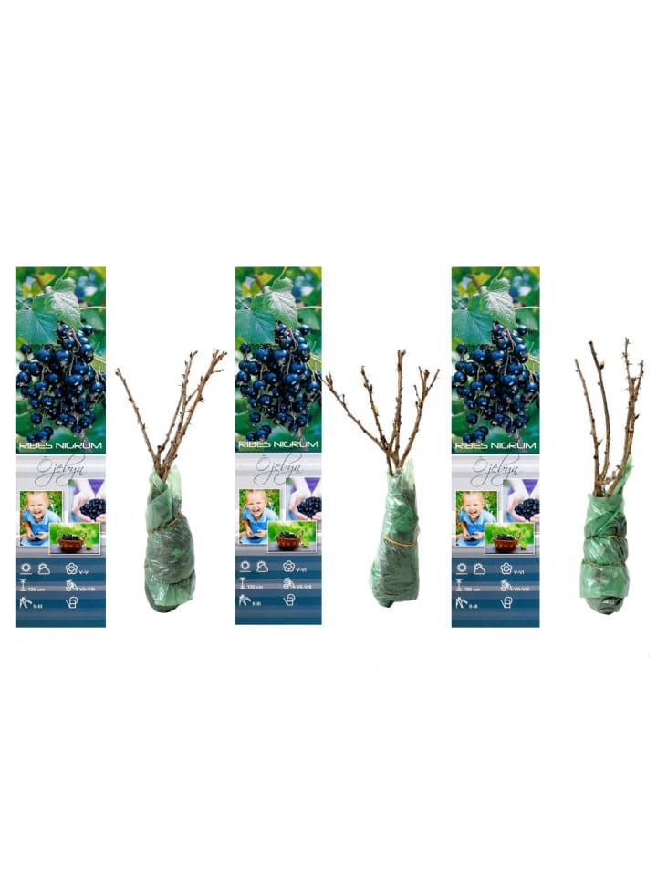 OH2 3er-Set Beeren in Schwarz günstig kaufen onesize