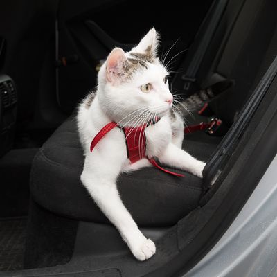 Trixie Auto-Geschirr für Katzen