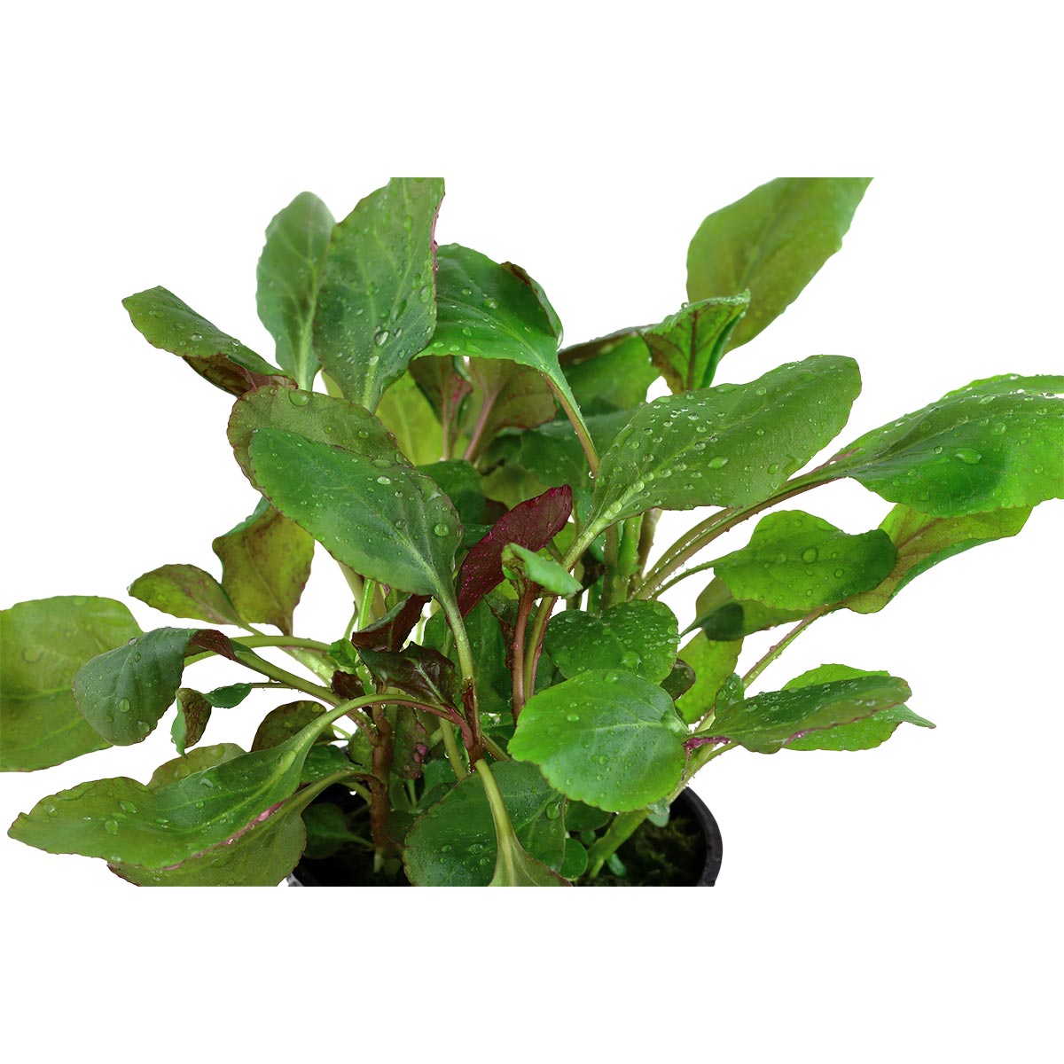 Tropica Aquariumpflanze Lobelia cardinalis kaufen