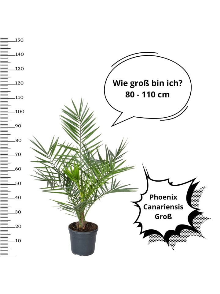 OH2 Phoenix canariensis Groß in Grün günstig kaufen onesize