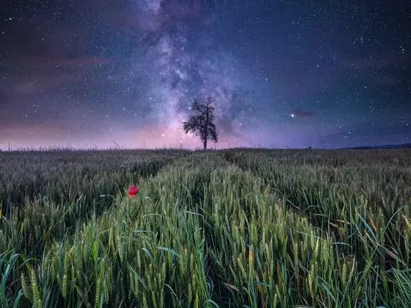 Puzzle 1500 Teile - Nachthimmel über dem Kornfeld