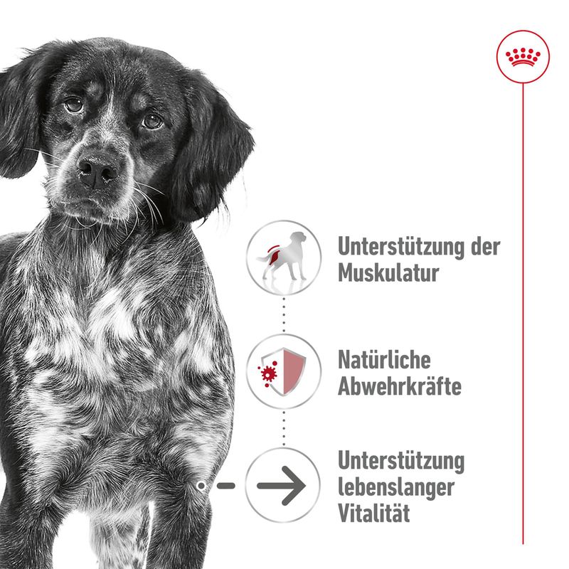 Royal Canin Medium Ageing in Soße