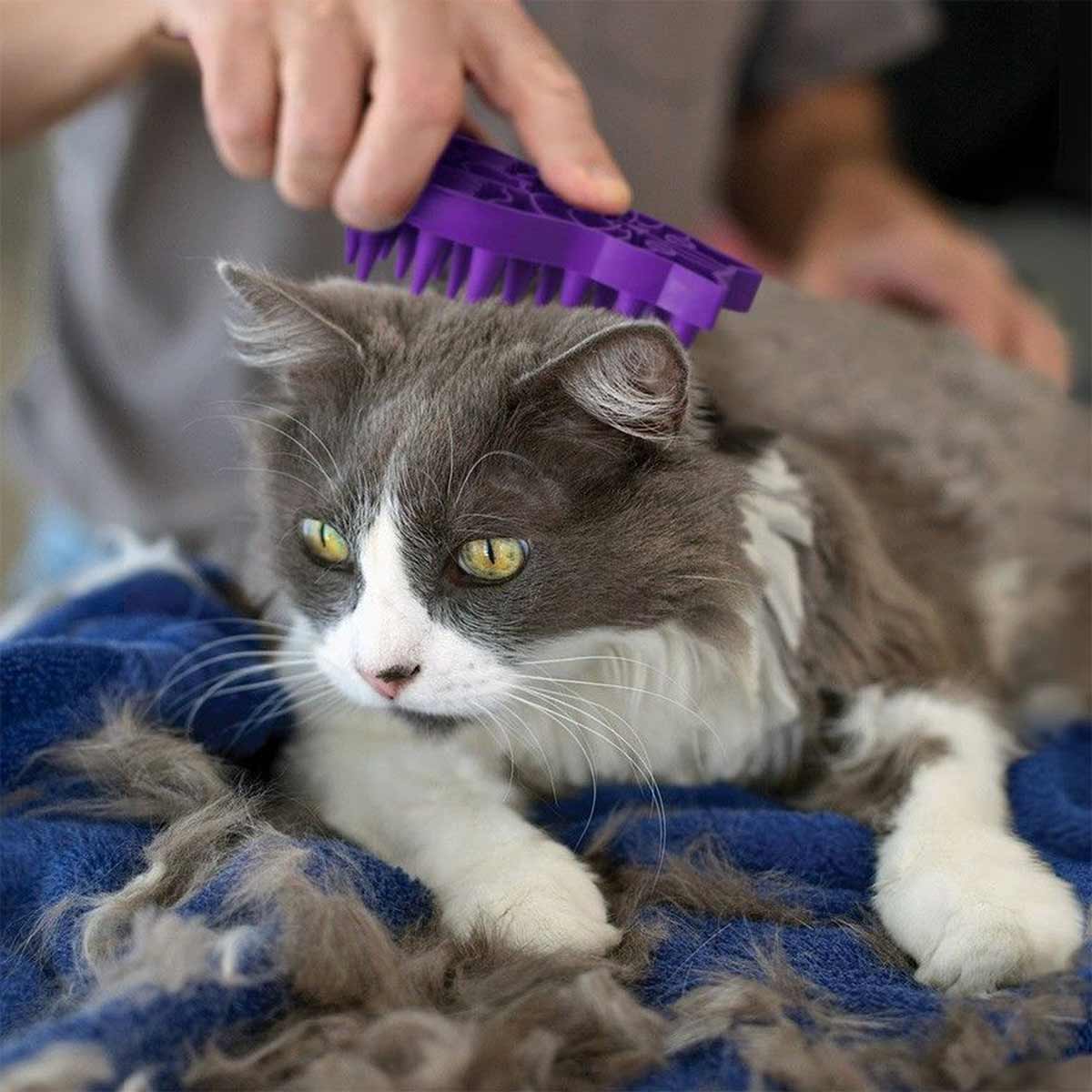 KONG Cat Bürste Zoom Groom günstig kaufen