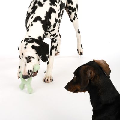 Nomad Tales Bloom Hundespielzeug Molekül