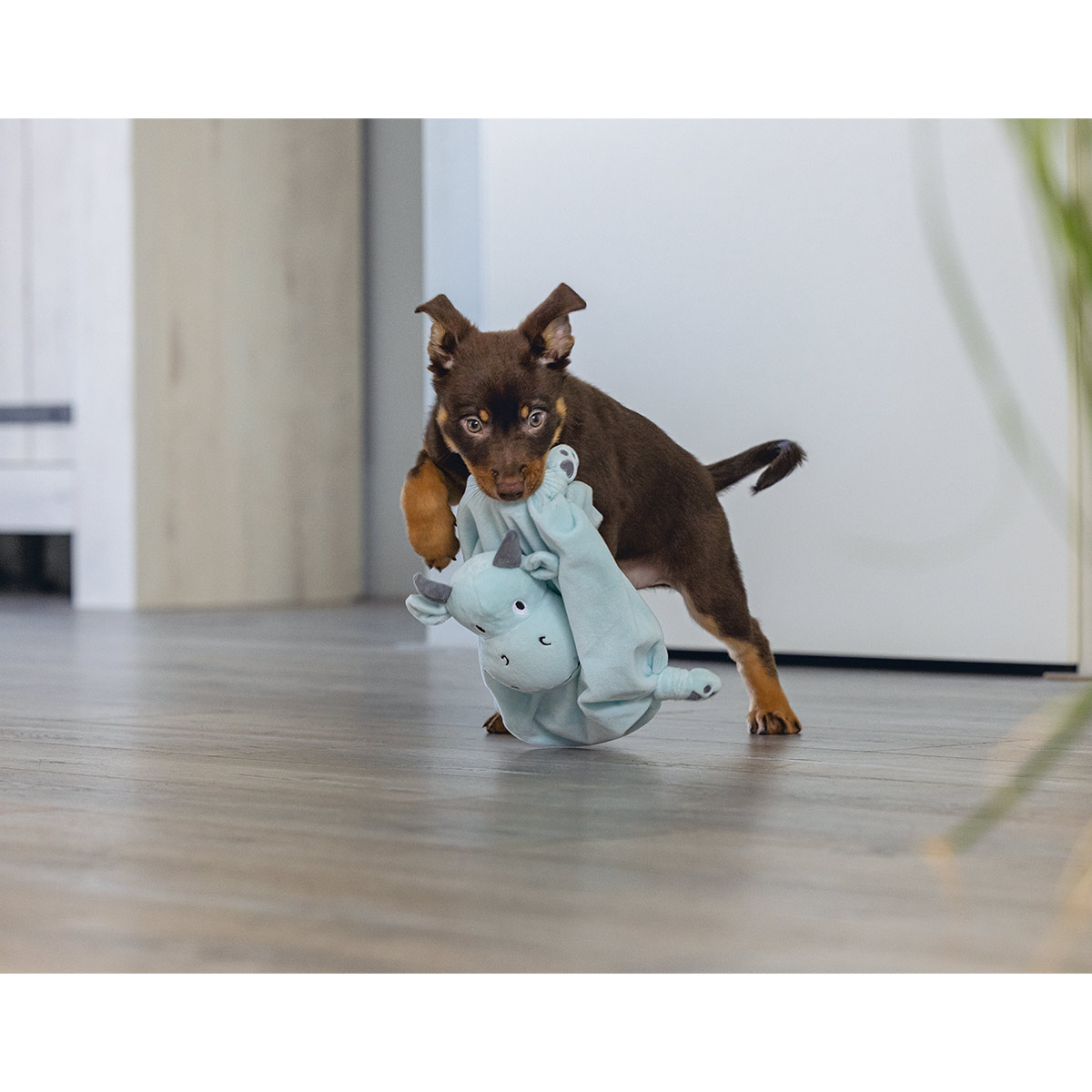 Beeztees Welpenkuscheltuch Drache günstig kaufen bei ZooRoyal