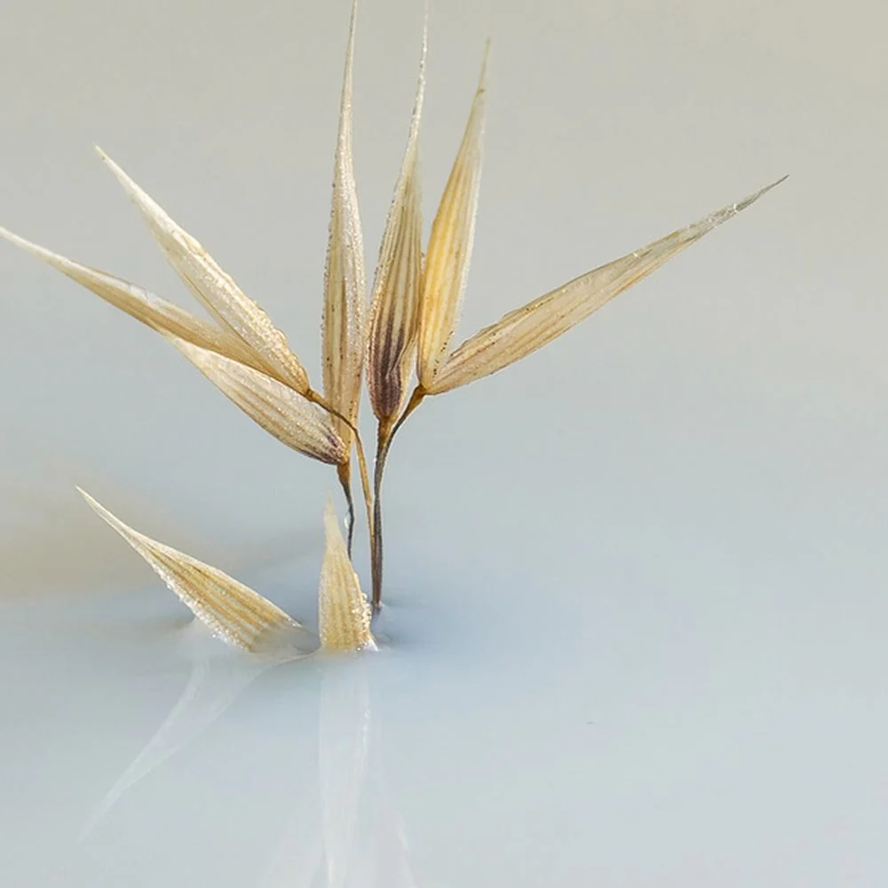 Skaistumkopšanas procedūras DELICATE šampūns - delikāts šampūns, šampūns biežai lietošanai