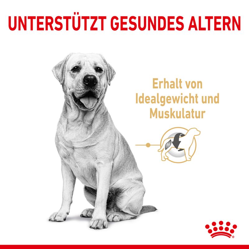 Royal Canin Labrador Retriever Adult 5+