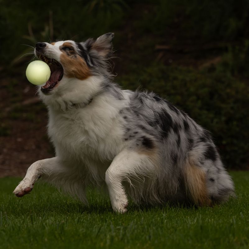 Chuckit! Max Glow Ball zu TOP-Preisen