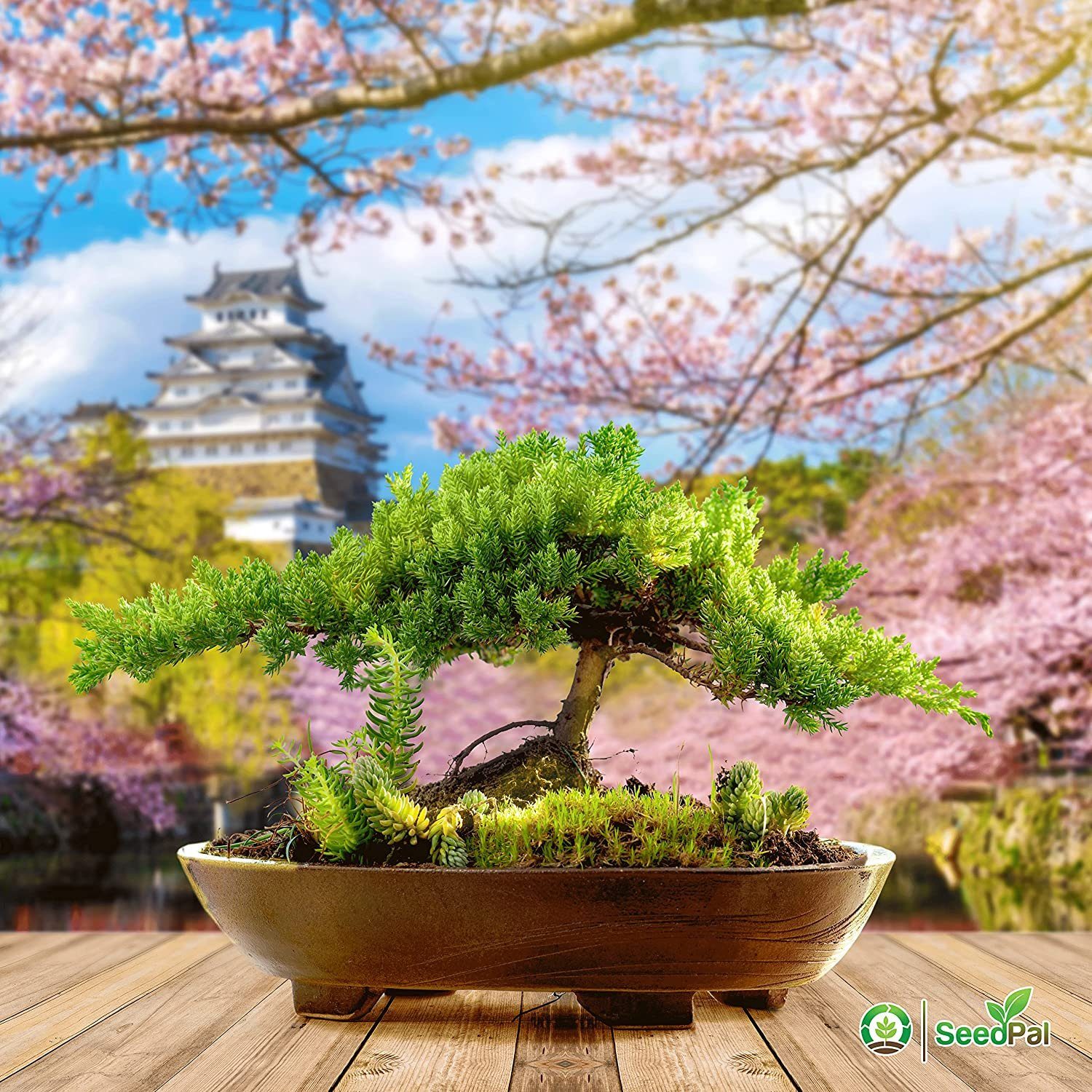 Kunstbonsai Easy Bonsai Starter Kit - Bonsai Anzuchtset 4 versch. Bonsai Samen Bonsaisamen, SeedPal, In Zusammenarbeit mit der niederbayrischen Lebenshilfe