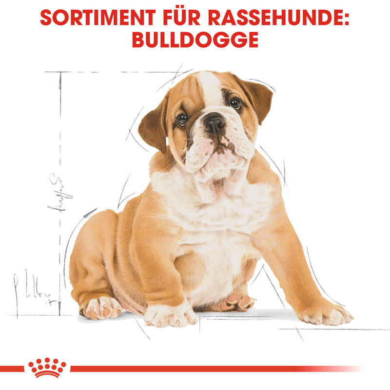 ROYAL CANIN Hundetrockenfutter ROYAL CANIN Bulldog Puppy 3 kg