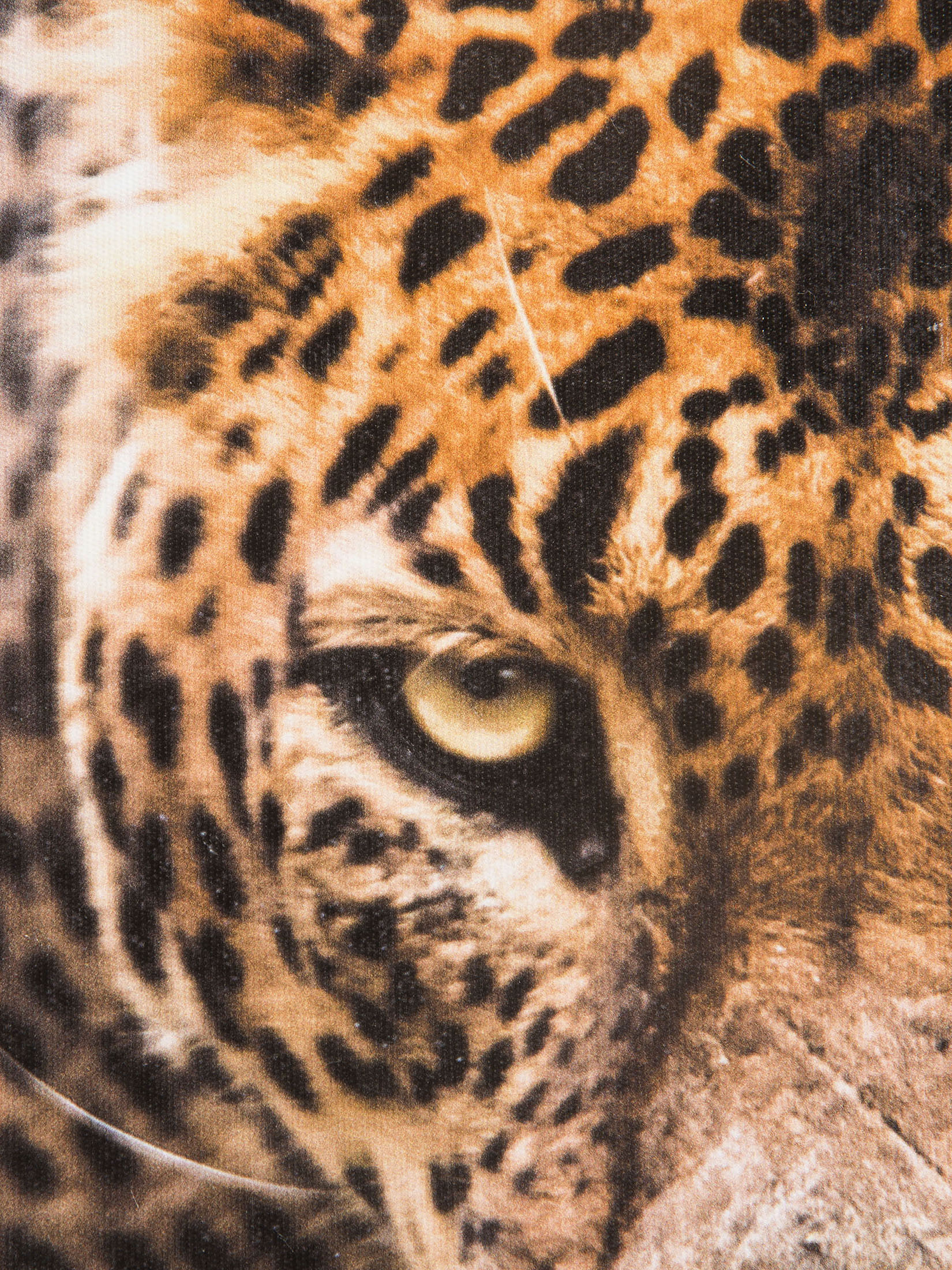 Leopard im Gras Leinwand Druck, Braun