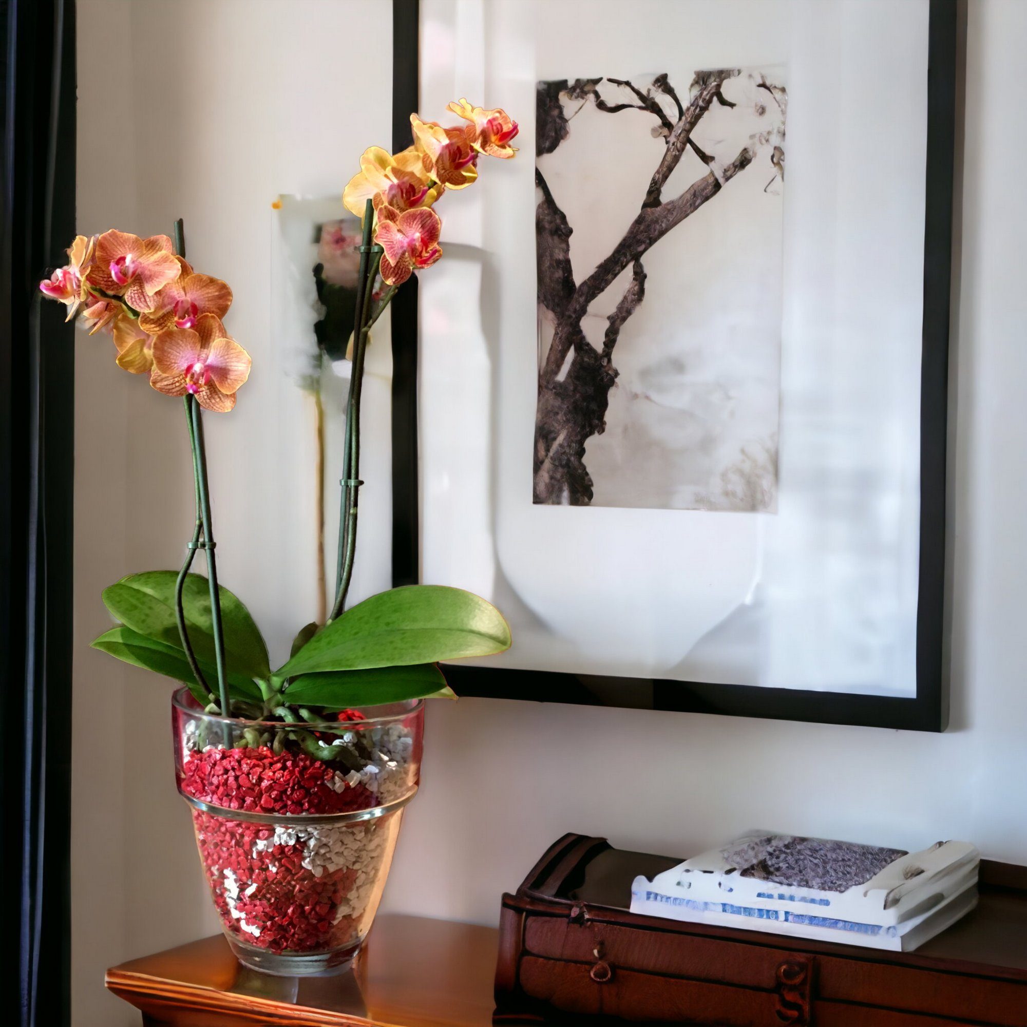 colomi Pflanzgranulat Spezial Pflanzboden für Orchideen - patentiert weiss, mit Ionenaustauscher, 1 Liter