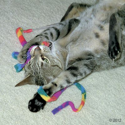 Katzenangel Cat Charmer