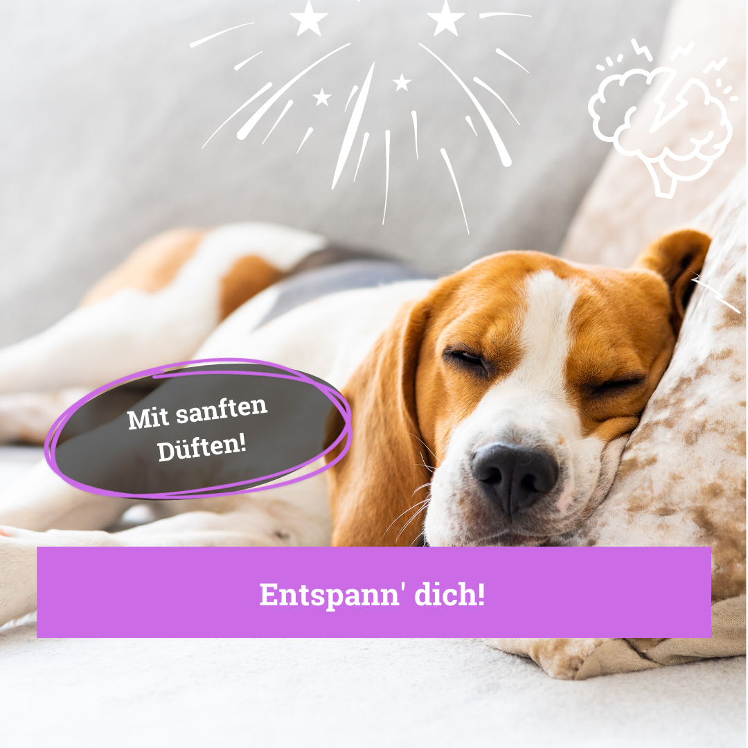 BeG Buddy Beruhigungsmittel BeG Buddy Coolness Sparset für Hunde
