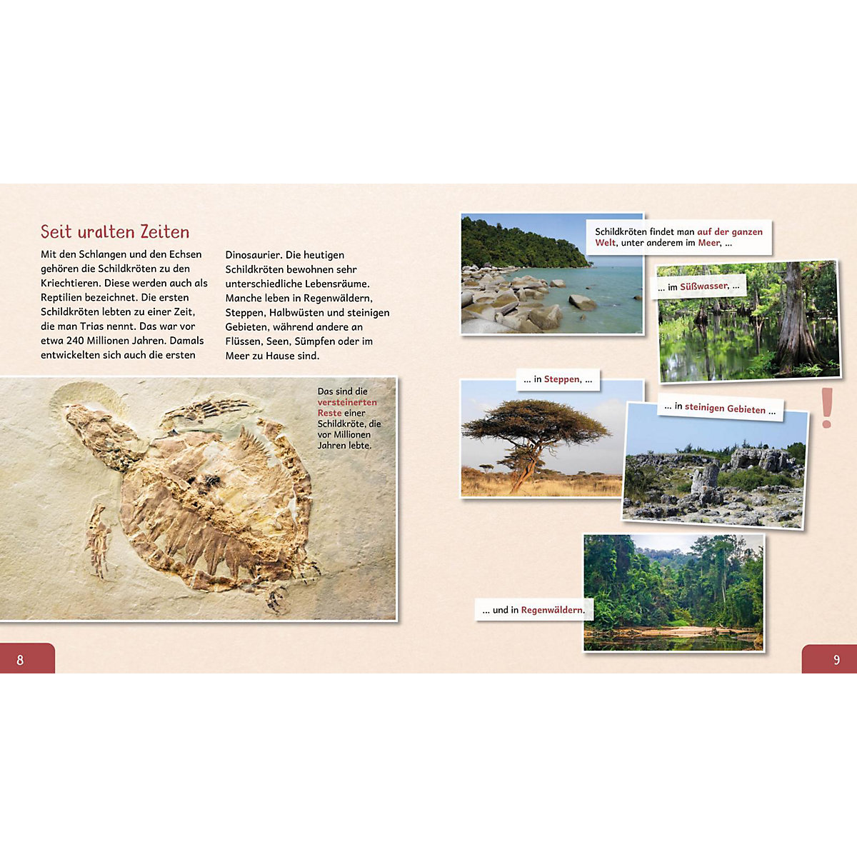 Meine große Tierbibliothek: Die Schildkröte