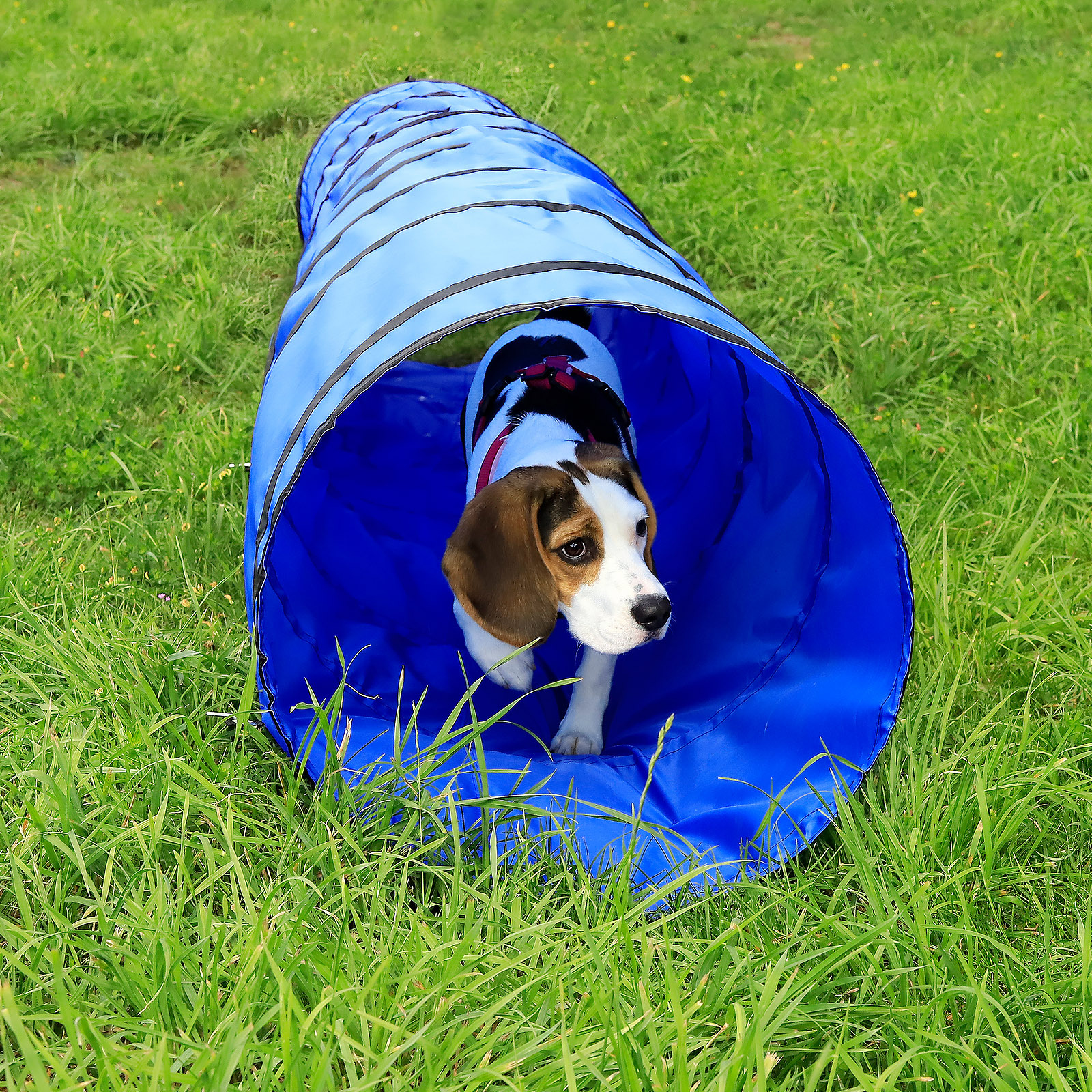 Lionto Agility & Training Lionto 3m Tunnel mit Heringen