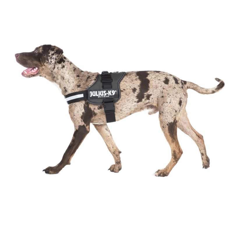 JULIUS-K9 Powergeschirr - anthrazit zu TOP-Preisen % | bitiba.de