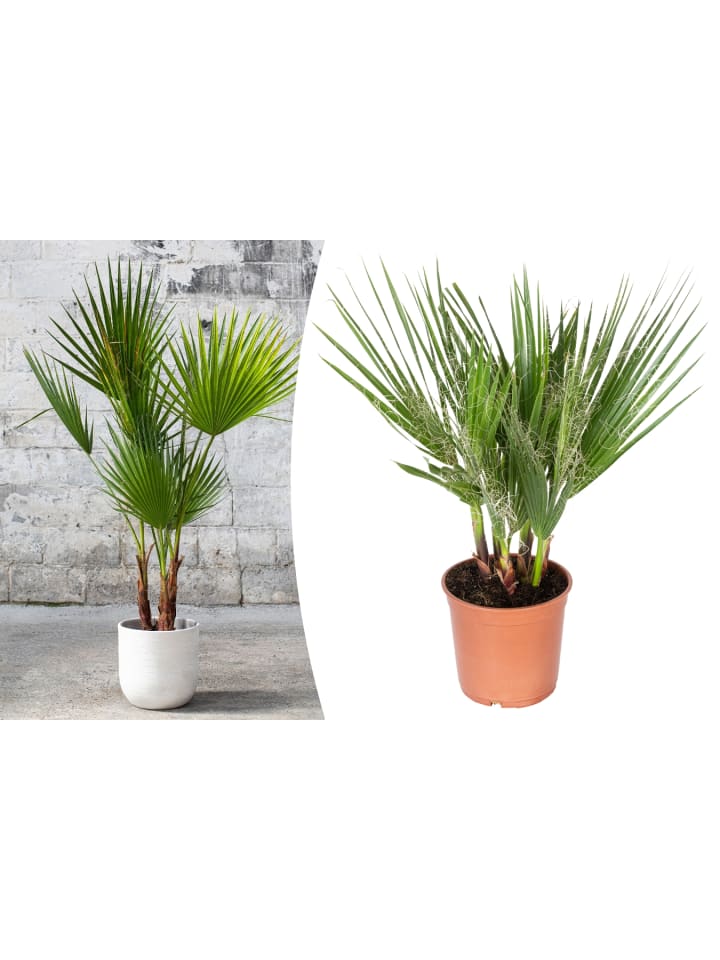OH2 Washingtonia robusta Mittel in Grün günstig kaufen onesize