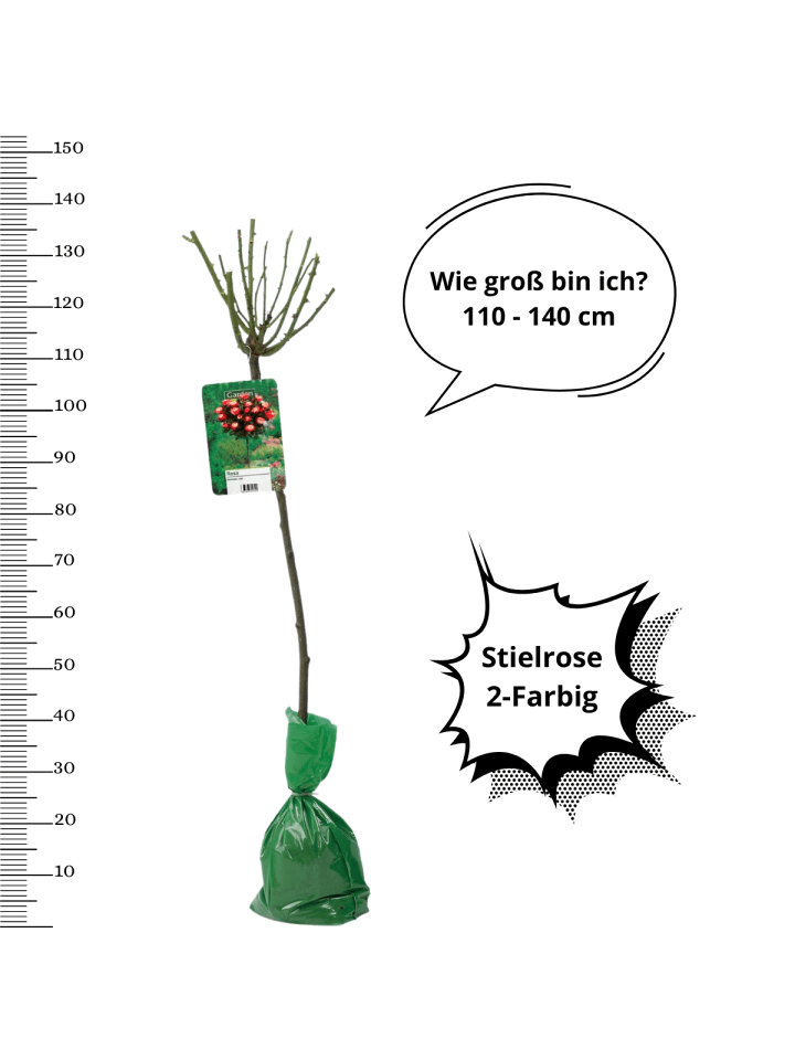 OH2 3er-Set: XXL Großblütige Standardrosen in 2-farbig günstig kaufen onesize