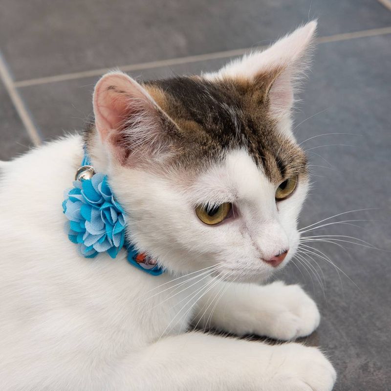TIAKI Katzenhalsband Fishbone zu TOP-Preisen