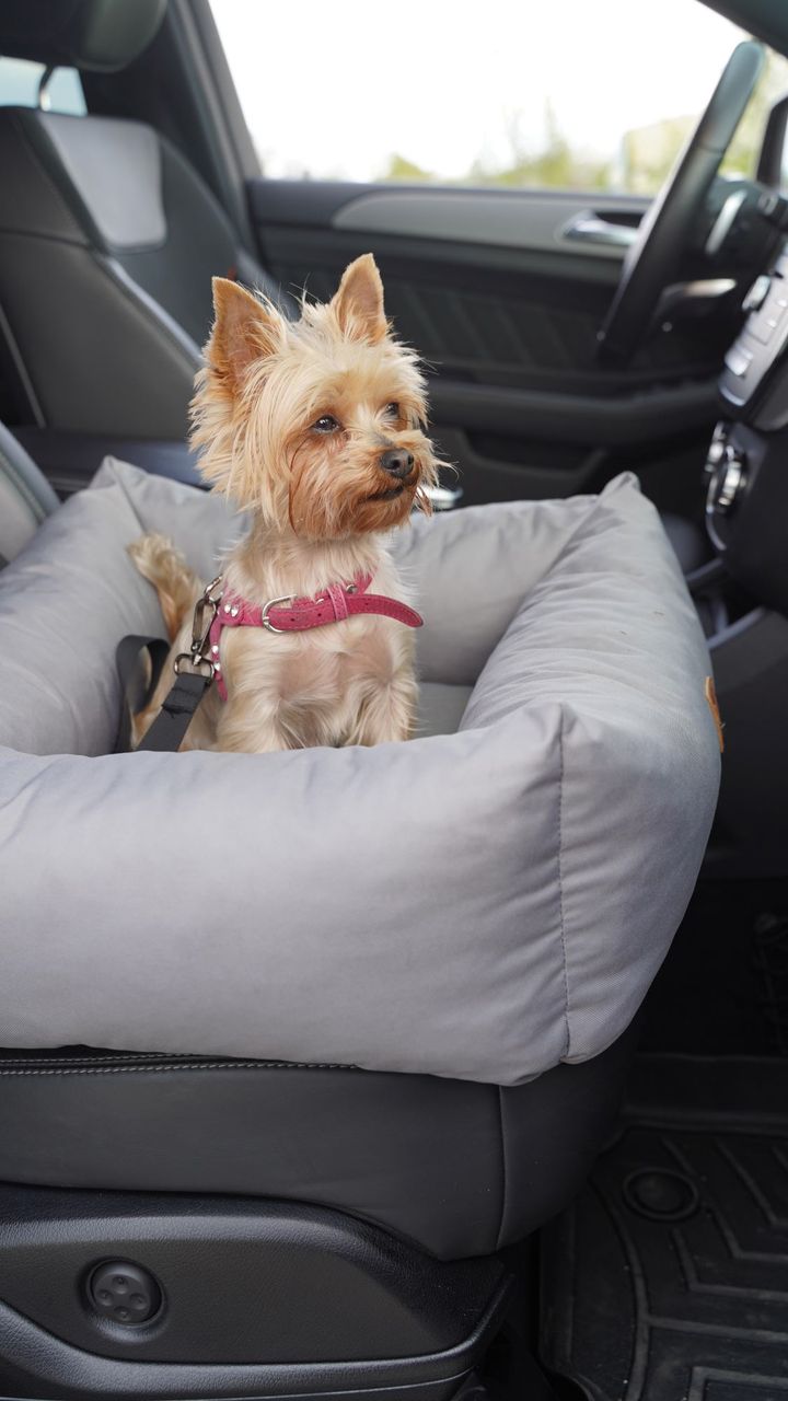 Animood Hundeautositz Julian grau S
