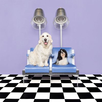 Pet Teezer De-shedding Brush