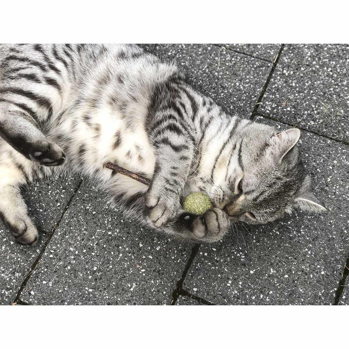 Aumüller Matatabi mit Catnip Lolli - 2er Set kaufen