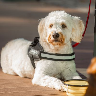 JULIUS-K9 IDC®-Powergeschirr - schwarz