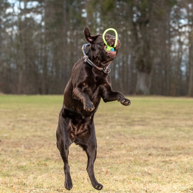 Hundespielzeug Limoen Ball & Seil zu TOP-Preisen