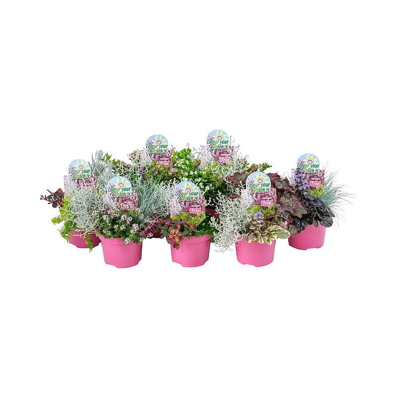 Color your garden P13 Trio