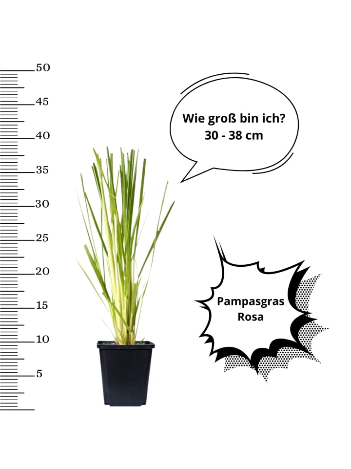 OH2 3er-Set: Pampasgras in Rosa günstig kaufen onesize