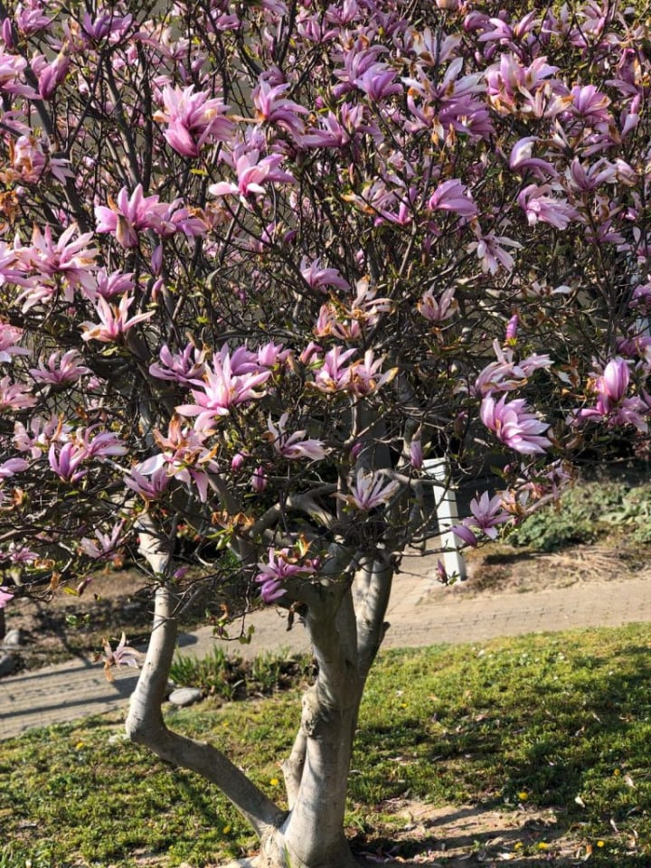 OH2 3er-Set Magnolien Susan in Rosa günstig kaufen onesize