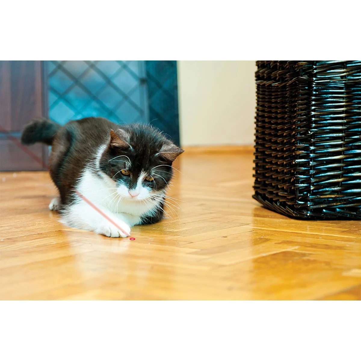KONG Katzenspielzeug Laserpointer günstig kaufen