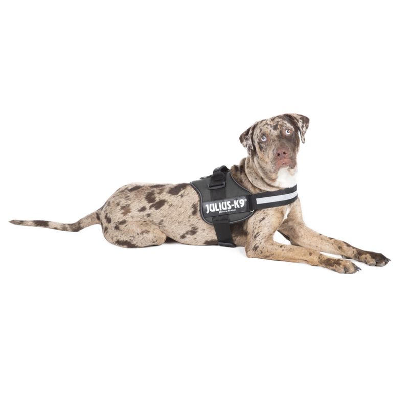 JULIUS-K9 Powergeschirr - anthrazit zu TOP-Preisen % | bitiba.de