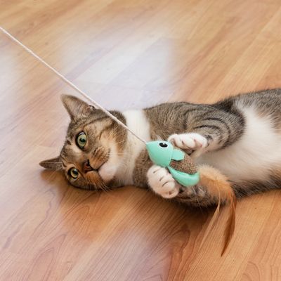 TIAKI Katzenangel Federfisch