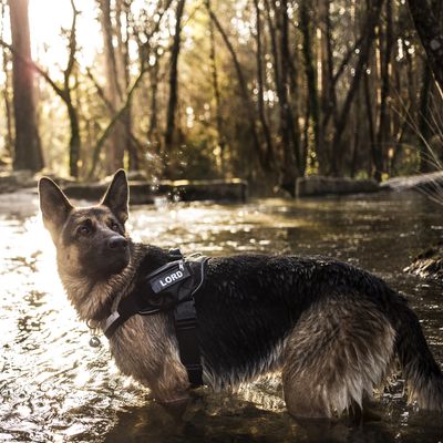JULIUS-K9 IDC®-Powergeschirr - camouflage