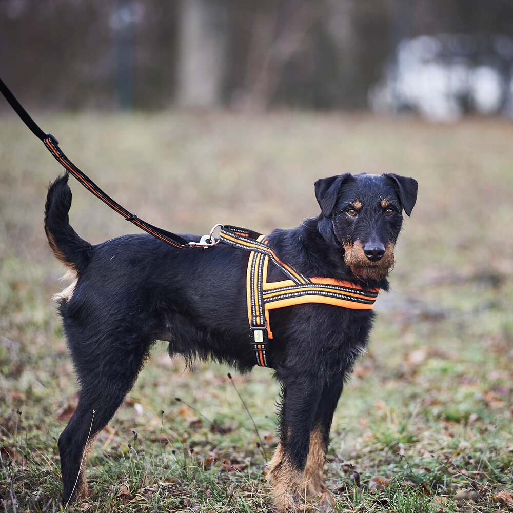 Heim Hundegeschirr Signal