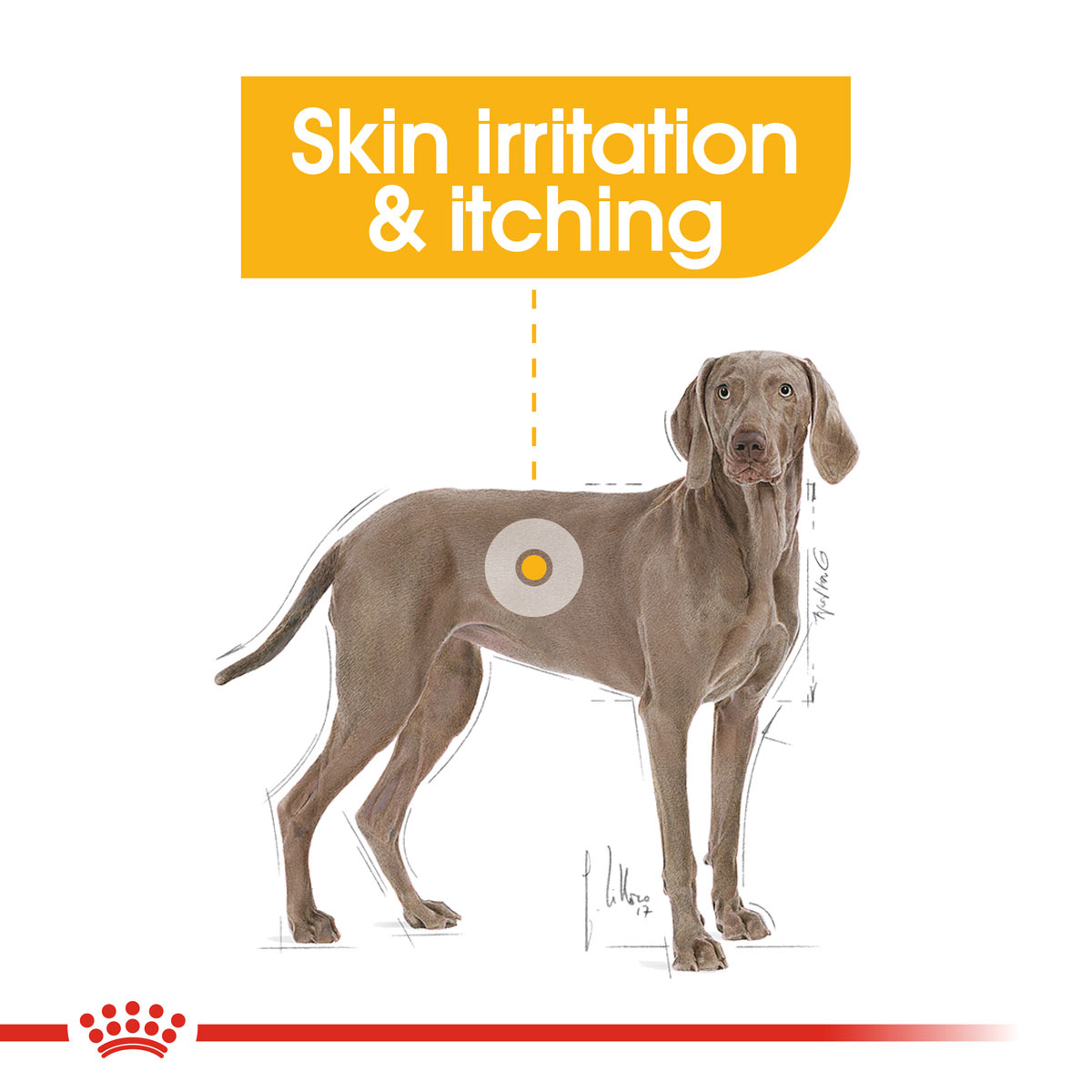 ROYAL CANIN DERMACOMFORT MAXI Trockenfutter für große Hunde mit empfindlicher Haut