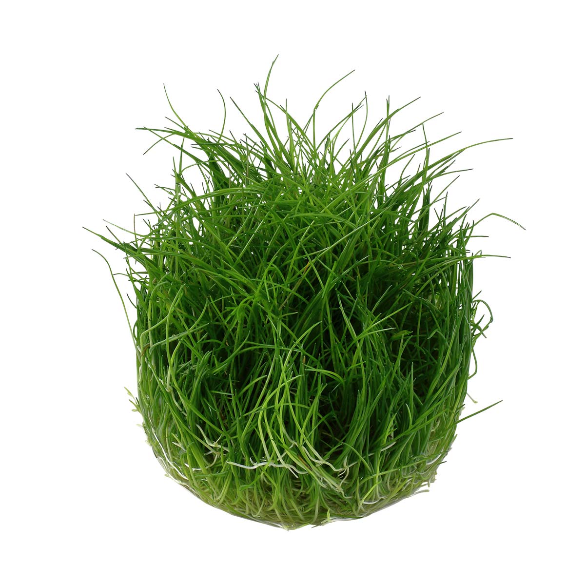 Tropica Aquariumpflanze Eleocharis acicularis 'Mini'