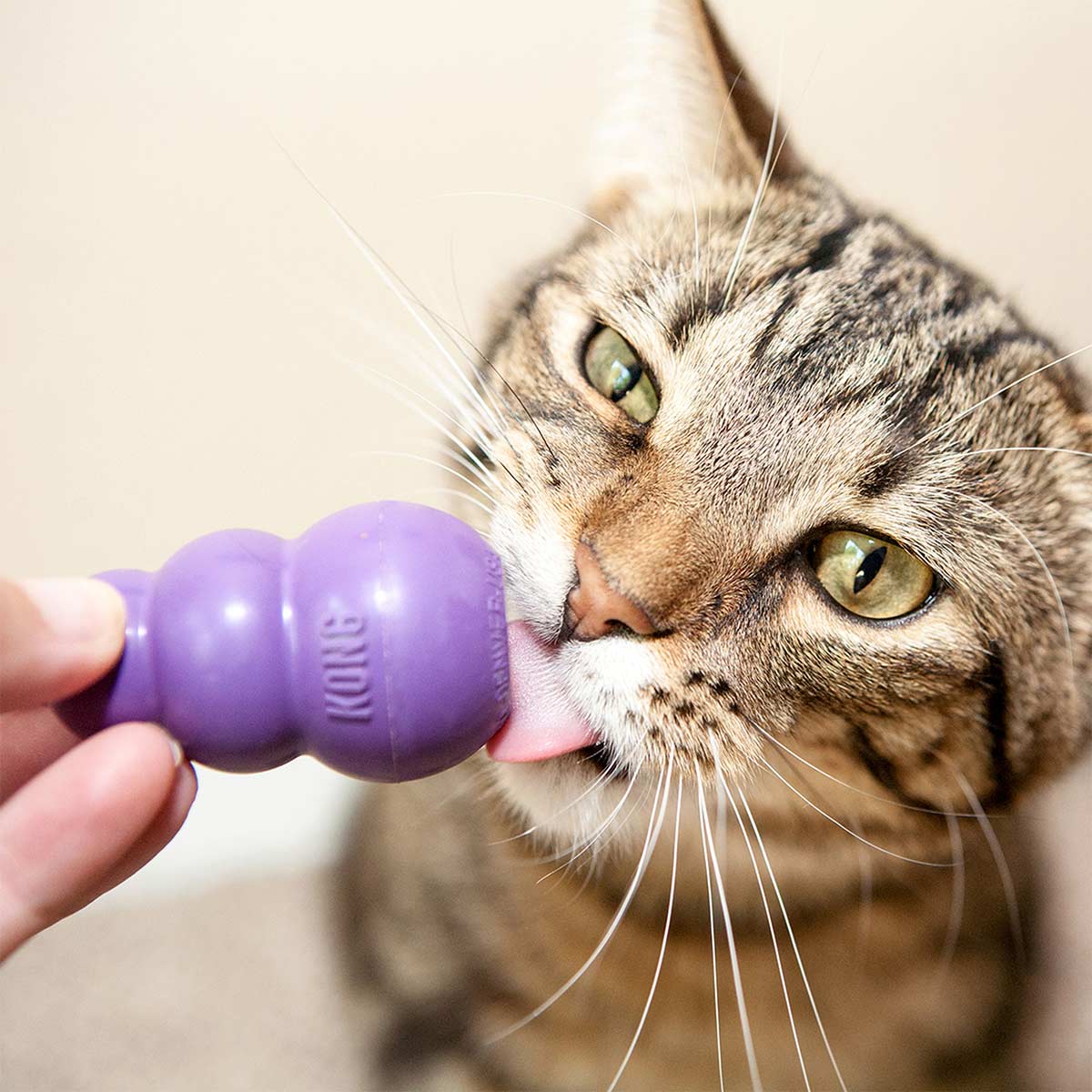 KONG Katzenspielzeug Kitty KONG günstig kaufen