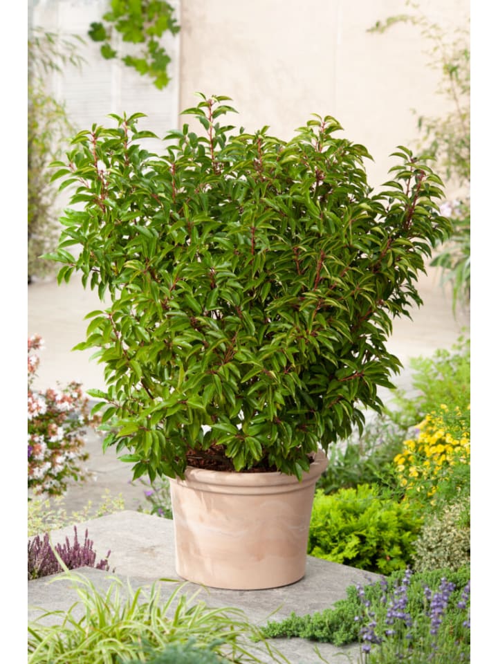 OH2 3er-Set Prunus lusitanica 'Angustifolia in Grün günstig kaufen onesize