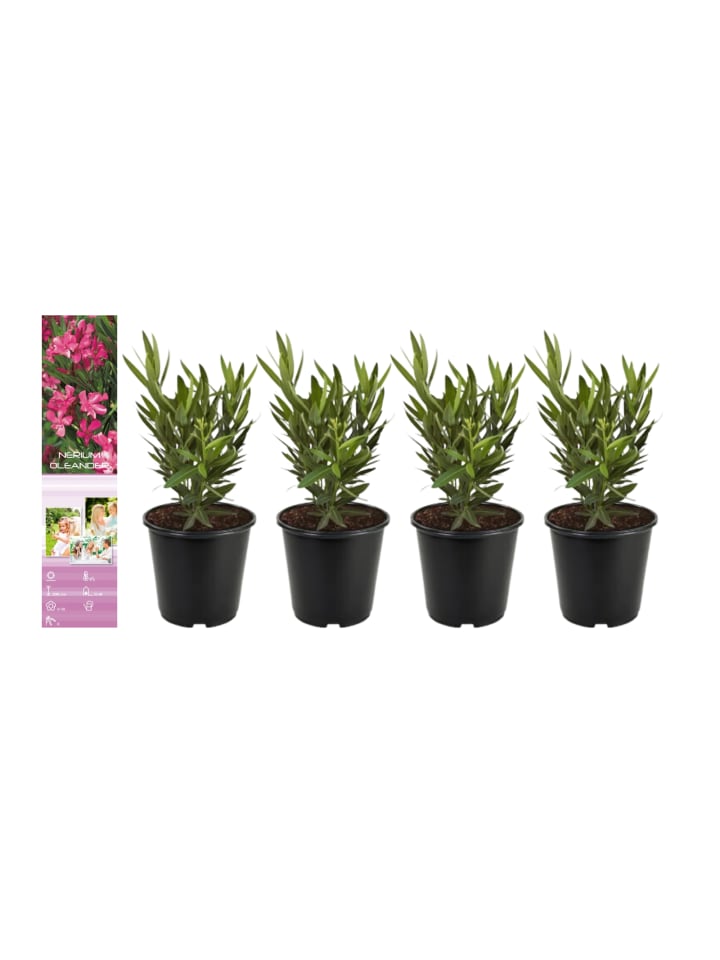 OH2 4er-Set: Tropische Oleanderpflanzen in Pink günstig kaufen onesize