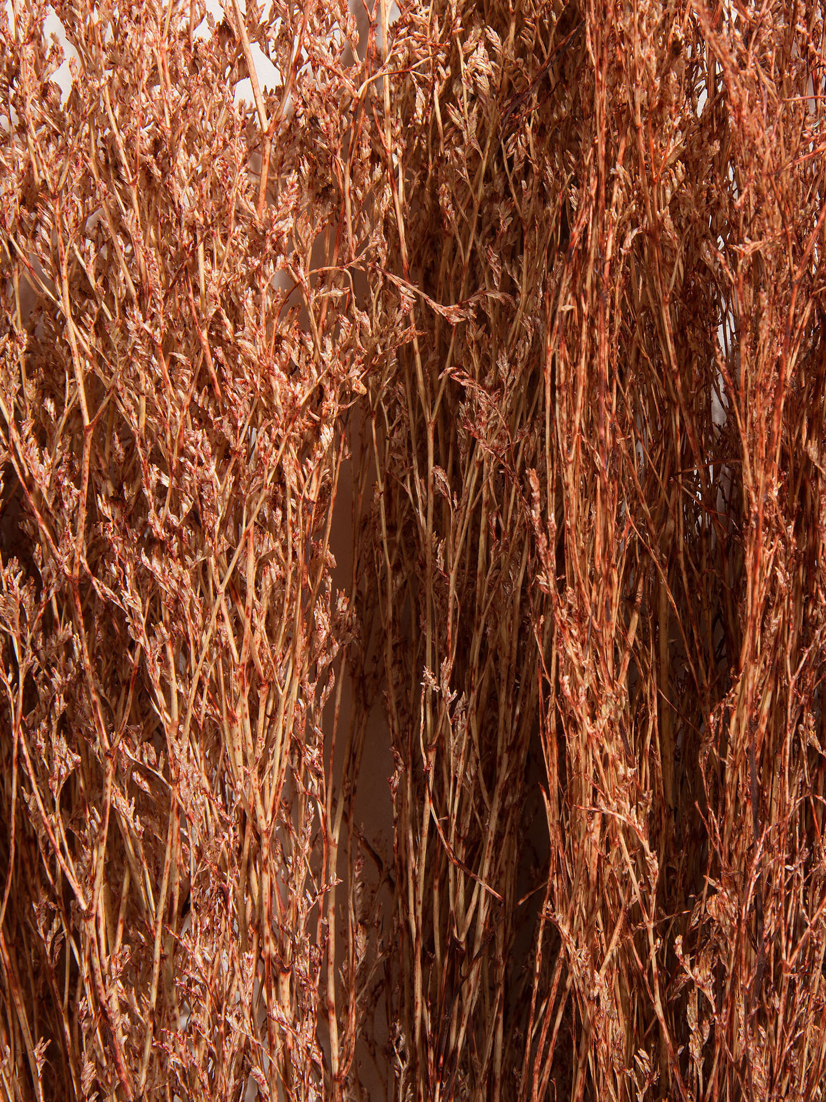 Strandflieder Trockenblume, Autumn Red