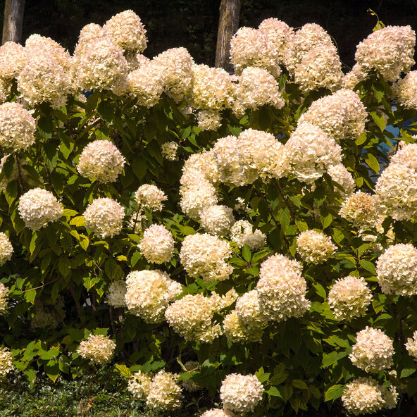 Rispenhortensie Big Bang